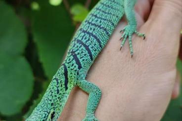 Warane kaufen und verkaufen Foto: Varanus prasinus sorong, prasinus merauke, macraei