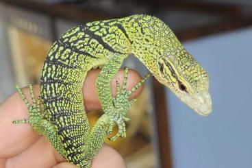 Warane kaufen und verkaufen Foto: Varanus reisingeri cb07/2024