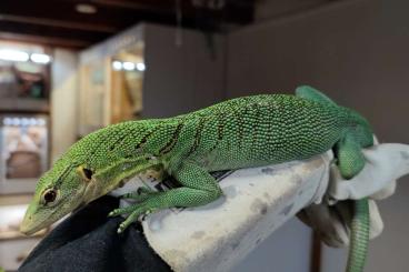 Warane kaufen und verkaufen Foto: 1.0 Varanus prasinus Sorong CB2020