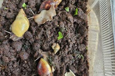 Schnecken kaufen und verkaufen Foto: Achatschnecken  White  & Brown 