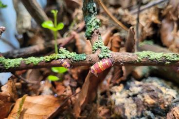 Krebstiere terrestrisch  kaufen und verkaufen Foto: Merulanella spec Scarlet 