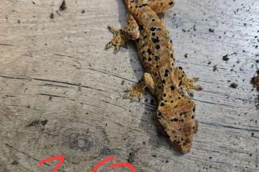 Geckos kaufen und verkaufen Foto: 0,2,17 Kronengeckos,  Correlophus ciliatus 