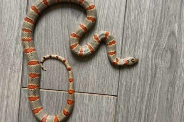 Schlangen kaufen und verkaufen Foto: Lampropeltis leonis adult 0.1