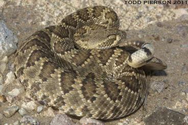 Schlangen kaufen und verkaufen Foto: Crotalus Scutulatus adult