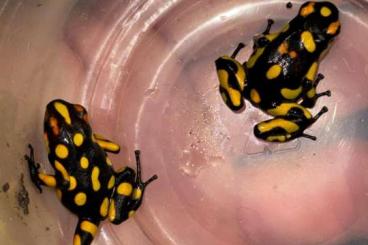 Poison dart frogs kaufen und verkaufen Photo: Oophaga histrionica "Pacasi"