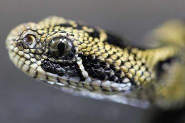 Giftschlangen kaufen und verkaufen Foto: bitis parviocula CB 2022 4.4