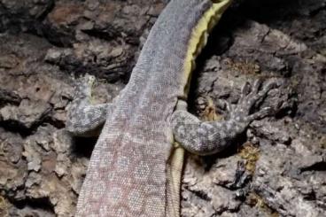 Monitor lizards kaufen und verkaufen Photo: Varanus glauerti 1.0 CB 20222