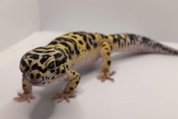 Geckos kaufen und verkaufen Foto: 1.0  Leopardgecko Bandit 
