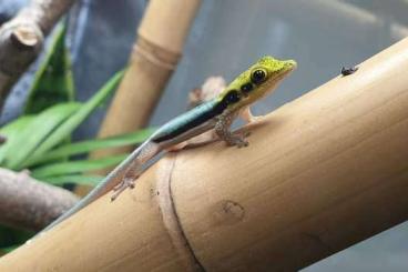 Geckos kaufen und verkaufen Foto: Phelsuma klemmeri 1.1 abzugeben 