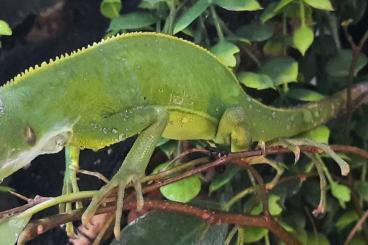 Echsen  kaufen und verkaufen Foto: Brachylophus fasciatus CH Nachzuchten Fidschi Leguan