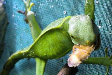 Lizards kaufen und verkaufen Photo: Brachylophus fasciatus CH Nachzuchten Fidschi Leguan