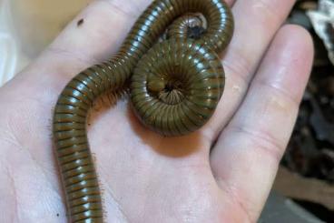 Myriapoda kaufen und verkaufen Foto: Spirostreptus spec. 1 zur Abgabe 