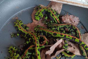 salamanders kaufen und verkaufen Photo: Triturus marmoratus young from 2024