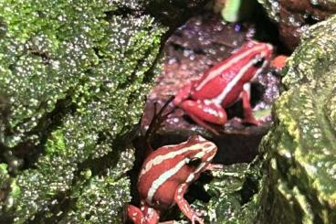 Poison dart frogs kaufen und verkaufen Photo: Dreistreifenblattsteiger - Epipedobates Tricolor