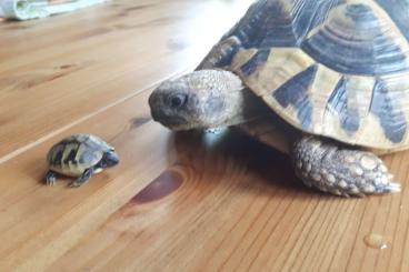 Tortoises kaufen und verkaufen Photo: griechische Landschildkröten