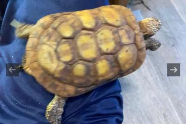 Landschildkröten kaufen und verkaufen Foto: 1.3 Spaltenschildkröte Malacochersus  3000€