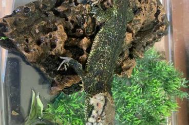 Lizards kaufen und verkaufen Photo: Shinisaurus crocodilus 0.6. 2400€  