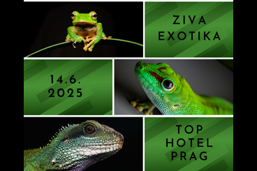 Sonstiges kaufen und verkaufen Foto: ZIVA EXOTIKA ins Top Hotel Prag / Tschechische Republik 14.6. Sonstiges kaufen und verkaufen Foto: ZIVA EXOTIKA ins Top Hotel Prag / Tschechische Republik 14.6.