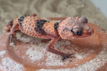 Lizards kaufen und verkaufen Photo: Cordylus and geckos      