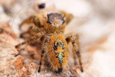 Spiders and Scorpions kaufen und verkaufen Photo: Biete ENZ Springspinnen Phidippus