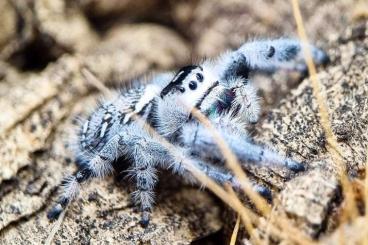 Spiders and Scorpions kaufen und verkaufen Photo: Phidippus Regius Bahamas ENZ