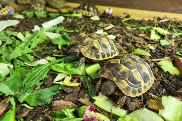 Tortoises kaufen und verkaufen Photo: Landschildkröten NZ (2022) 38,00€