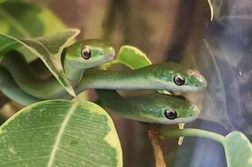 Nattern ungiftige  kaufen und verkaufen Foto: Raue Grasnattern - Opheodrys aestivus DNZ 2024