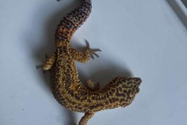 Geckos kaufen und verkaufen Foto: Leopardgecko Gruppe; Bestandsaufgabe