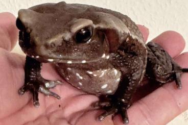 frogs kaufen und verkaufen Photo: 3x Bufo Guttatus Tropfenkröten (zusammen für nur 100Euro)