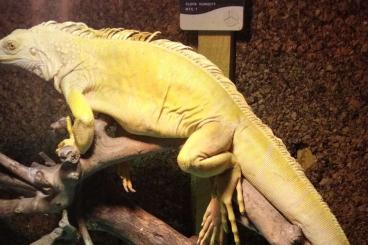 Echsen  kaufen und verkaufen Foto: 6 year old Albino Iguana 