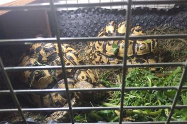 Tortoises kaufen und verkaufen Photo: Verkaufen landschildkröten - stigmochelys pardalis- babcocki 