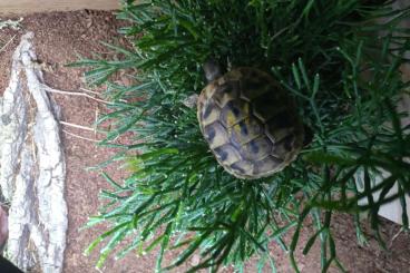 Landschildkröten kaufen und verkaufen Foto: Babys Griechischer Landschildkröten "Testudo hermanni"