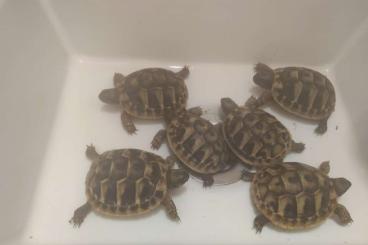 Tortoises kaufen und verkaufen Photo: Babys Griechischer Landschildkröten "Testudo hermanni"