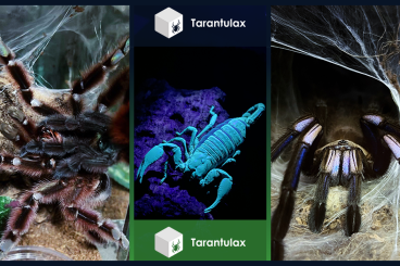 Spiders and Scorpions kaufen und verkaufen Photo: I have for shipping - slings, female, male Spiders and Scorpions kaufen und verkaufen Photo: I have for shipping - slings, female, male