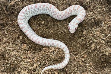 Snakes kaufen und verkaufen Photo: Superarctic Albino Hakennasennattern 0.1 ( Heterodon Nasicus ) 