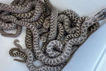 Schlangen kaufen und verkaufen Foto: Lavender und het Lavender Hakennasennattern ( Heterodon Nasicus )