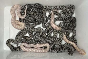 Snakes kaufen und verkaufen Photo: Snow, Axanthic 66% het. Snow, Axanthicconda 66% het. Snow  Hakennasenn