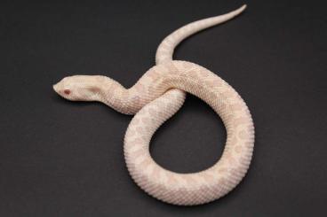 Snakes kaufen und verkaufen Photo: Snow, Axanthic 66% het. Snow, Axanthicconda 66% het. Snow  Hakennasenn