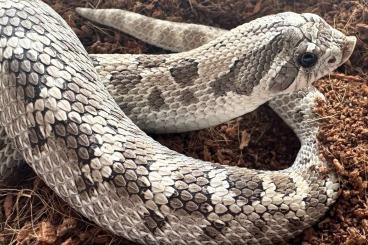 Snakes kaufen und verkaufen Photo: Hakennasennattern (Heterodon Nasicus) Axanthic Anaconda het Snow (Albi