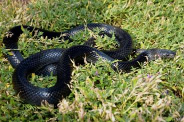 Colubrids kaufen und verkaufen Photo: Snakeday Houten 06.10.2024