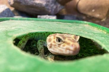 Geckos kaufen und verkaufen Foto: Leopardgeckodame sucht Familie