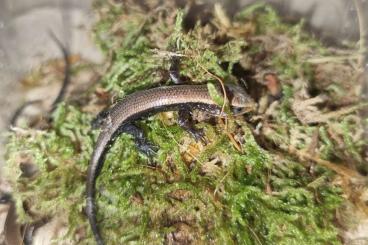 Skinks kaufen und verkaufen Photo: 1.2.3 Eutropis multifasciata abzugeben