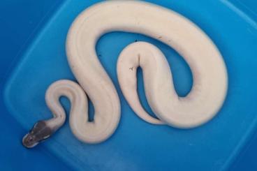 Königspythons kaufen und verkaufen Foto: 0.1 Blue Eyed Leucistic (Super Mojave Mystic)