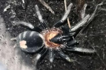 - bird spiders kaufen und verkaufen Photo: 1.1 Cyriocosmus elegans adult
