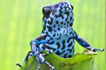 Pfeilgiftfrösche kaufen und verkaufen Foto: Oophaga pumilio rio colubre