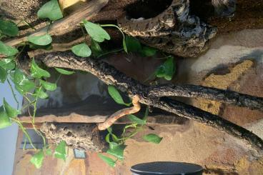 Colubrids kaufen und verkaufen Photo: Kornnatter mit Terrarium 120x60x70cm
