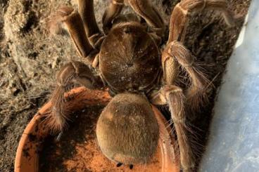 Spiders and Scorpions kaufen und verkaufen Photo: Biete böcke                  