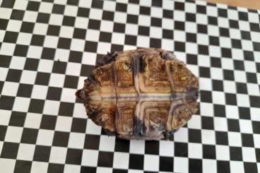 Schildkröten  kaufen und verkaufen Foto: 0.0.1 Cuora ( Pyxidea) mouhotii m.