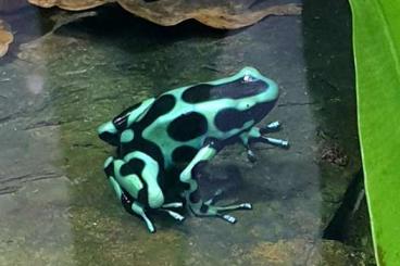 Pfeilgiftfrösche kaufen und verkaufen Foto: Dendrobates auratus nominat 