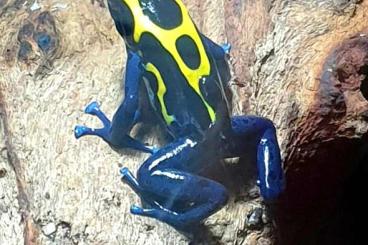 Pfeilgiftfrösche kaufen und verkaufen Foto: Dendrobates tinctorius nominat 